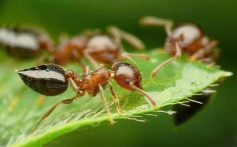 家裡出現小螞蟻 日式小庭院